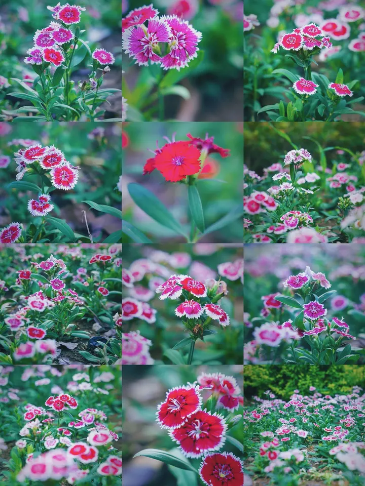 石竹花的秋