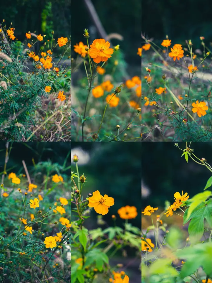 百日菊花开