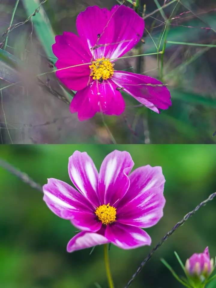 百日菊