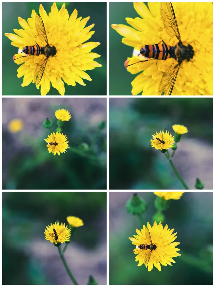 苦苣菜