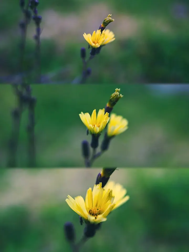 野花