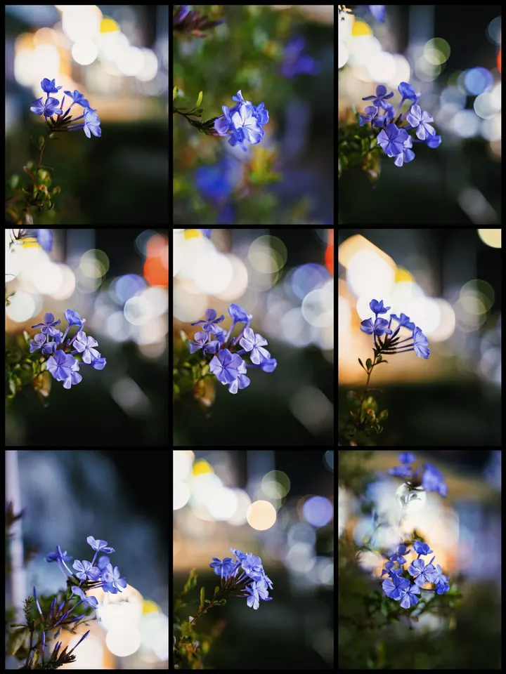蓝雪花