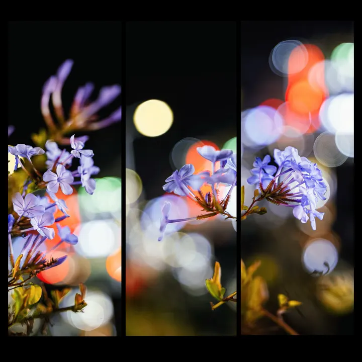 蓝雪花