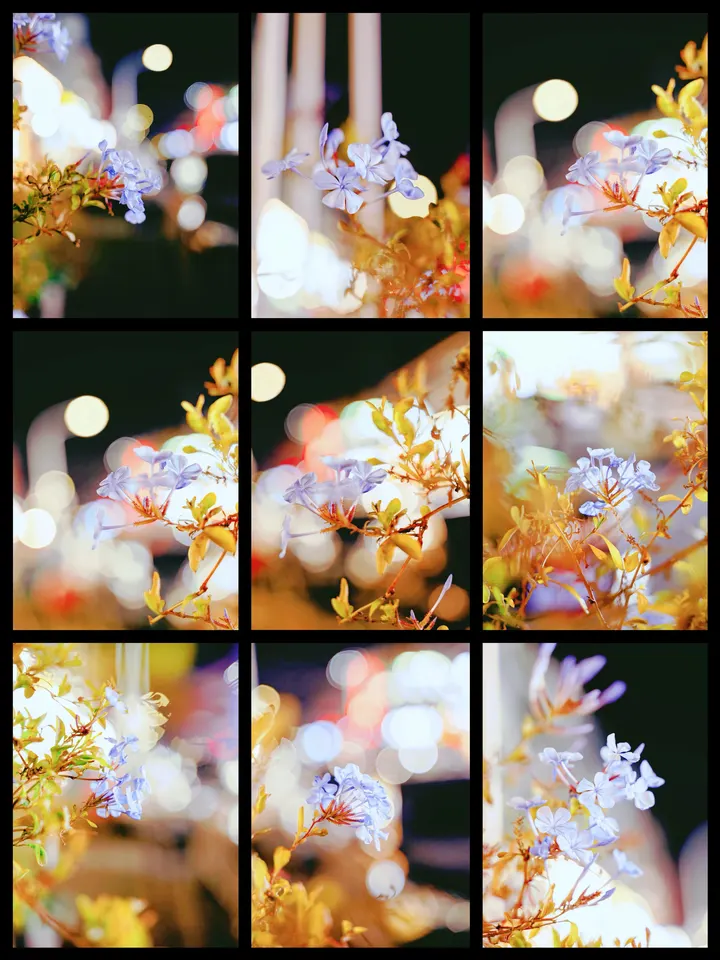 蓝雪花