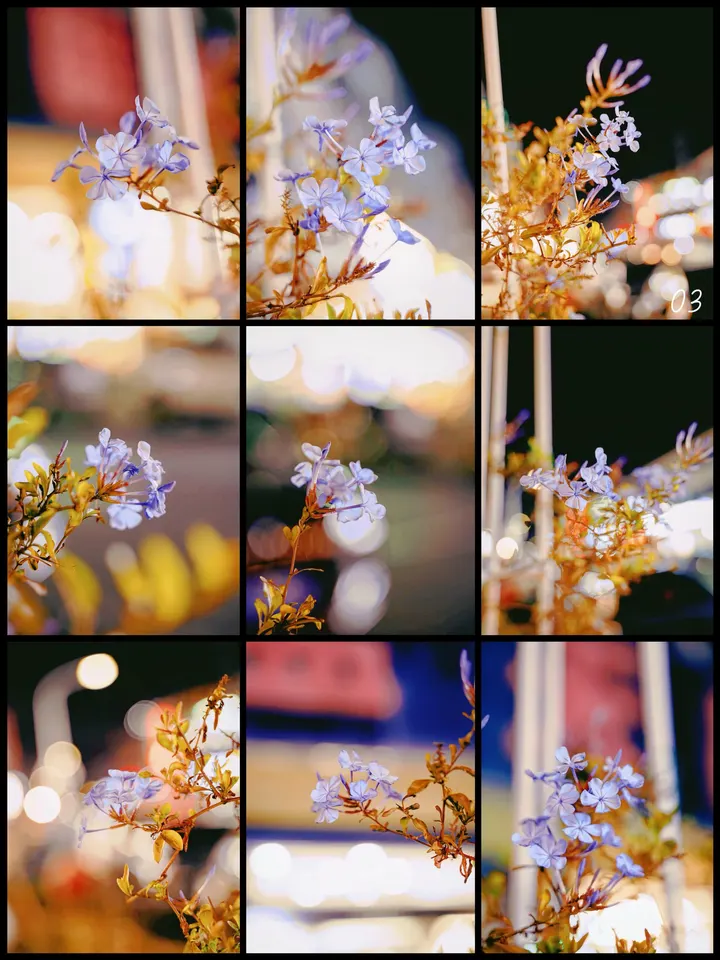 蓝雪花