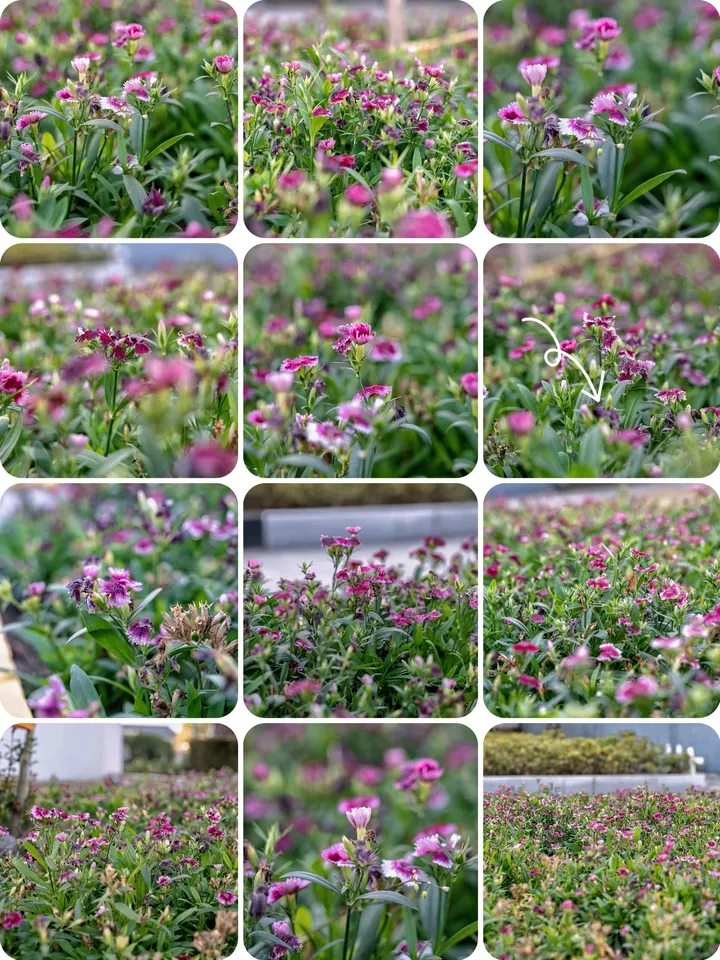 石竹花