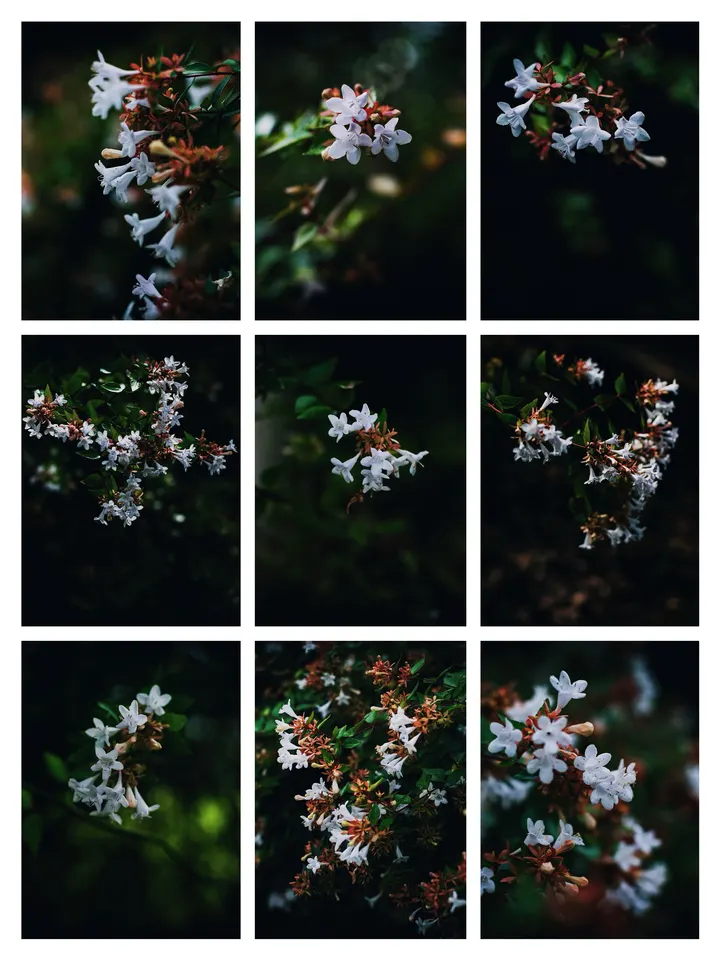 糯米条花