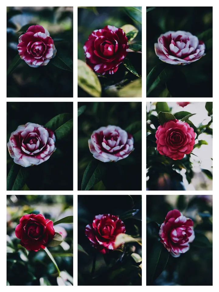 茶花