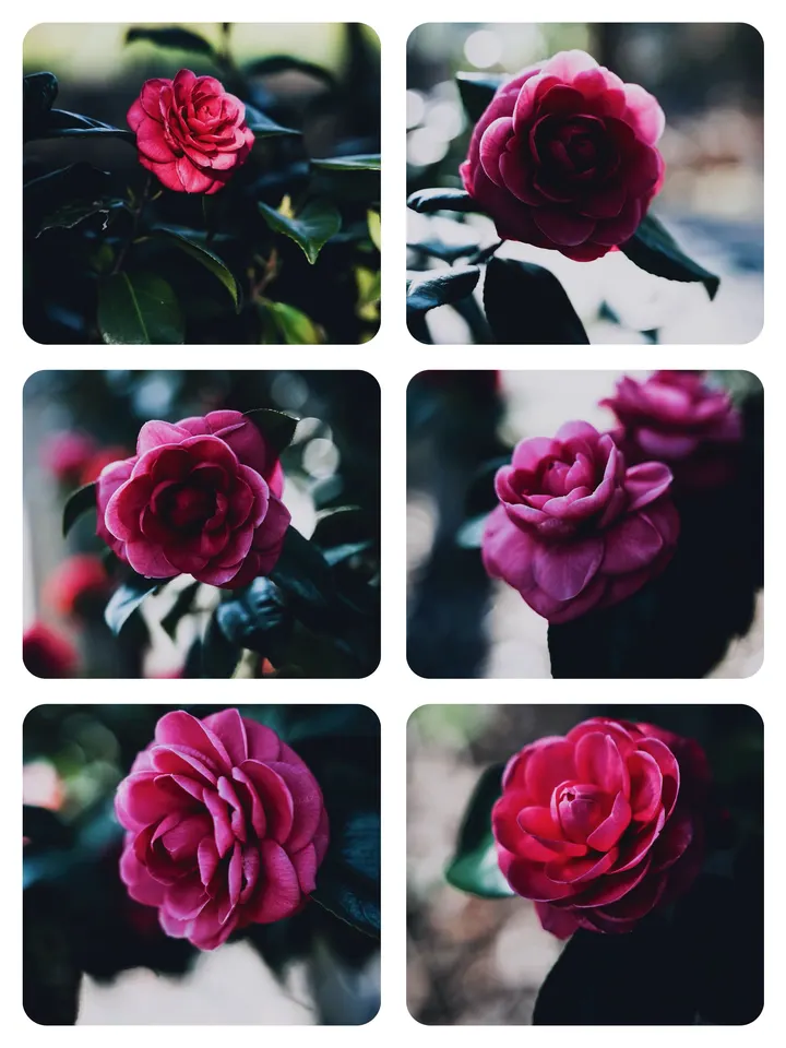 茶花