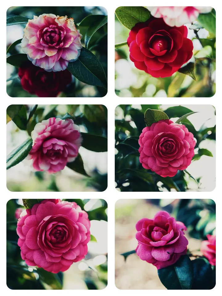 茶花