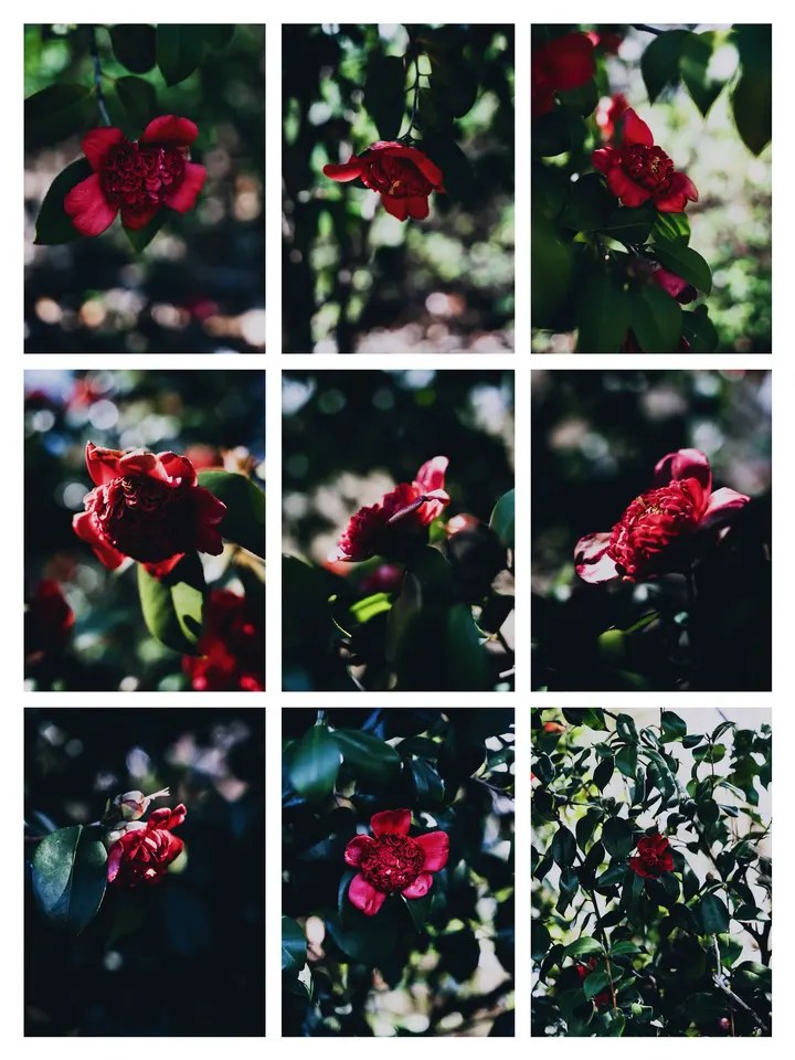 茶花