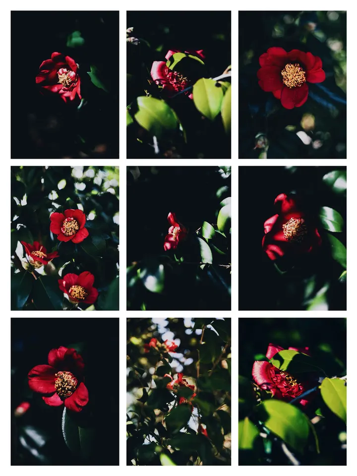 茶花