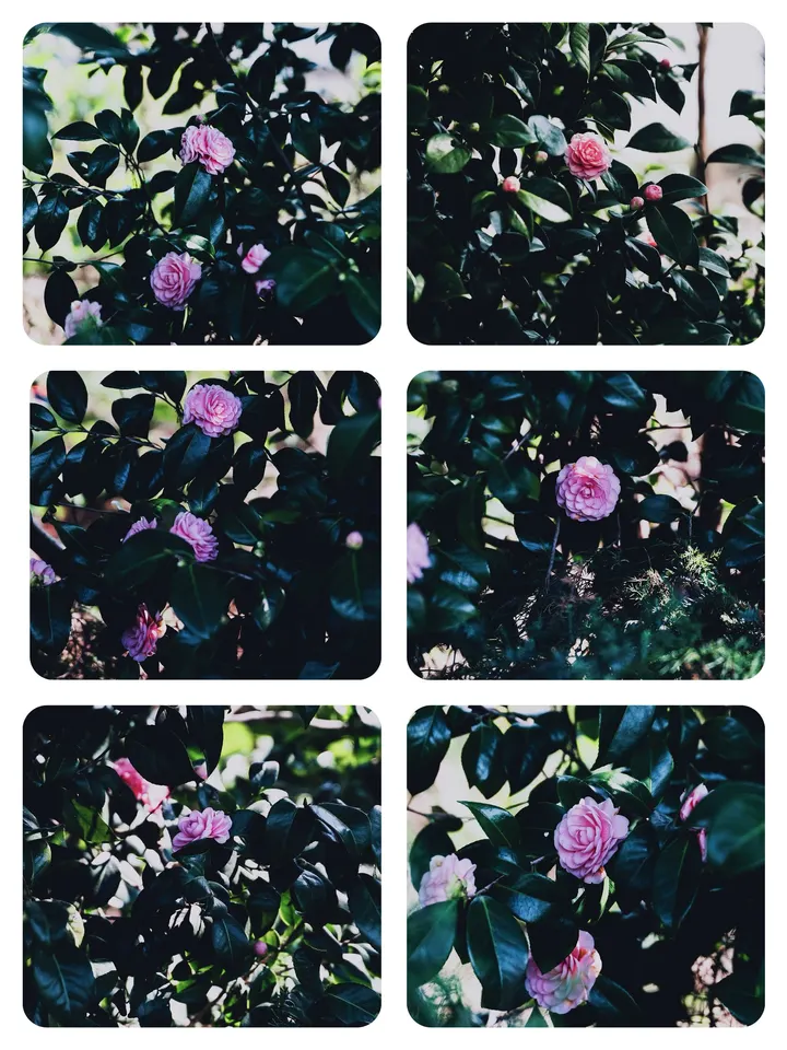 宫粉