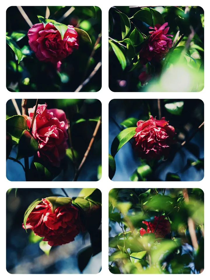 茶花