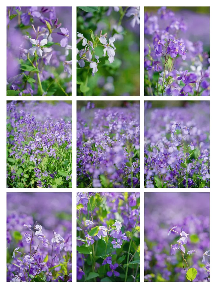 诸葛菜花