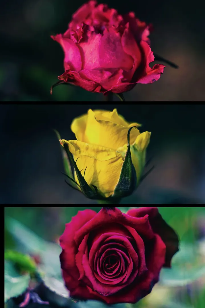 玫瑰花