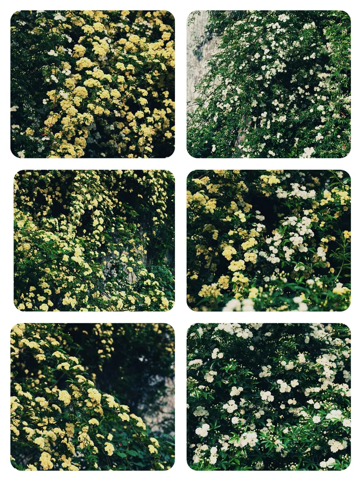 木香花