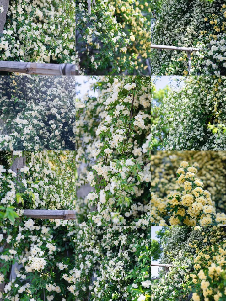 木香花
