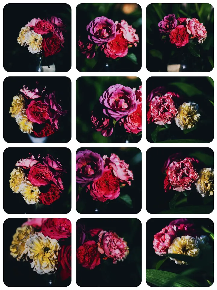 玫瑰花
