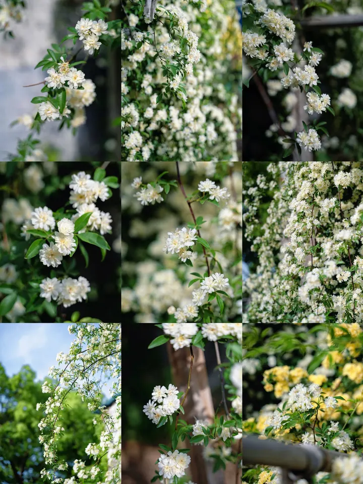 白木香花