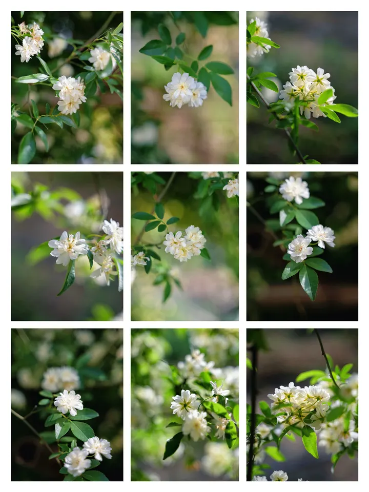 白木香花