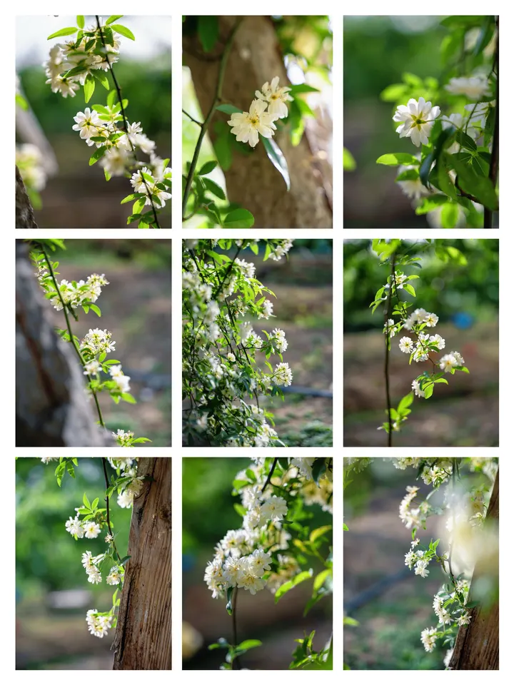 白木香花