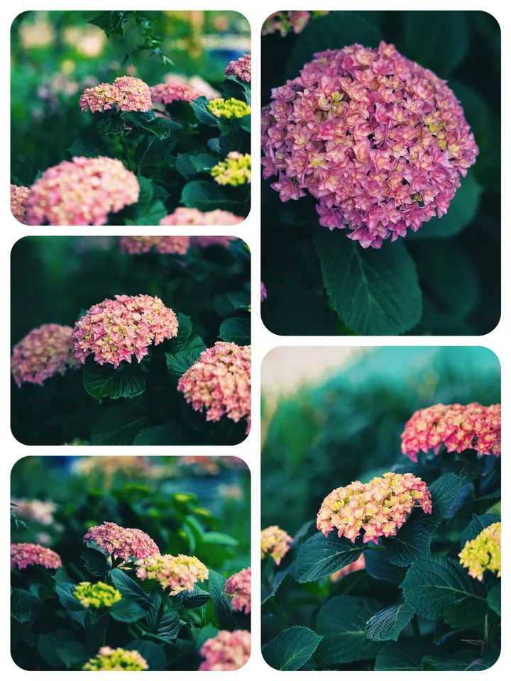 绣球花