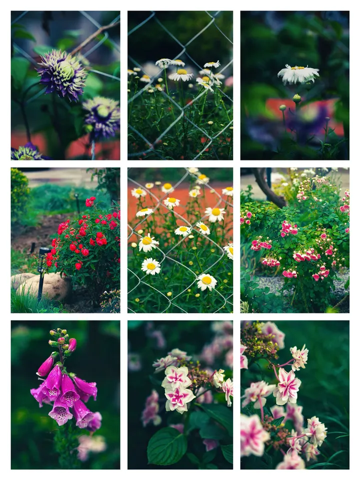 春花