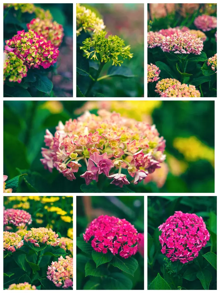绣球花