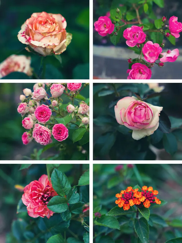 春花
