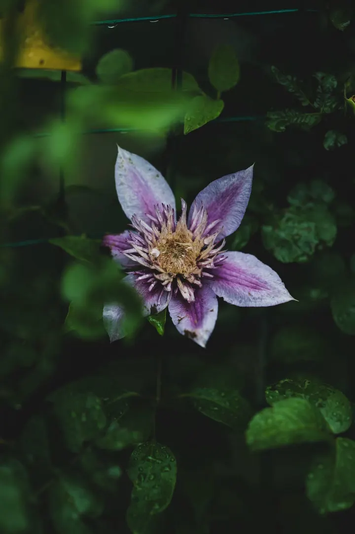 铁线莲：约瑟芬