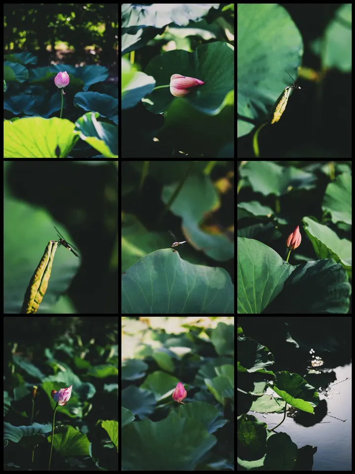 荷