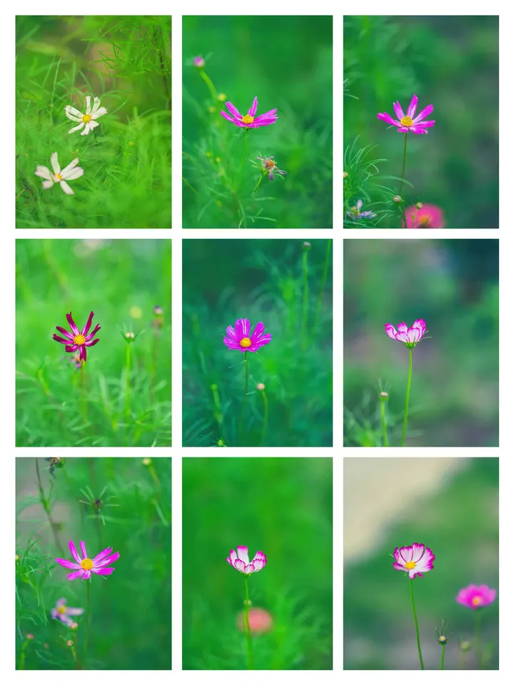格桑花