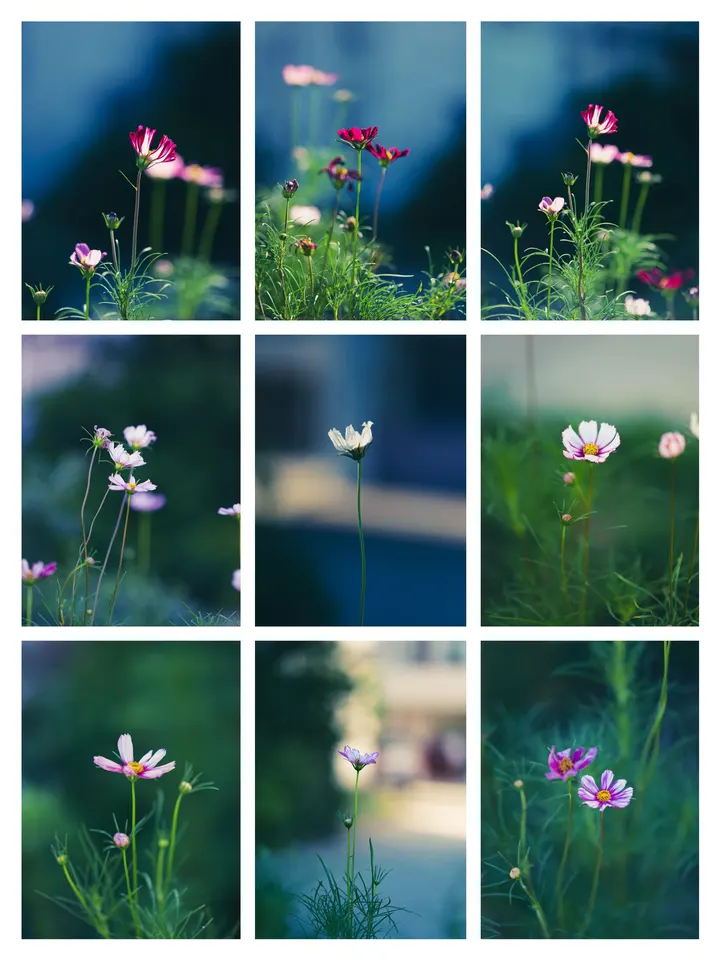 格桑花