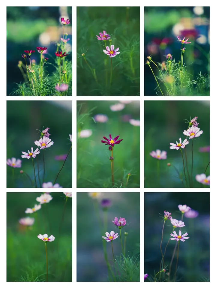 格桑花