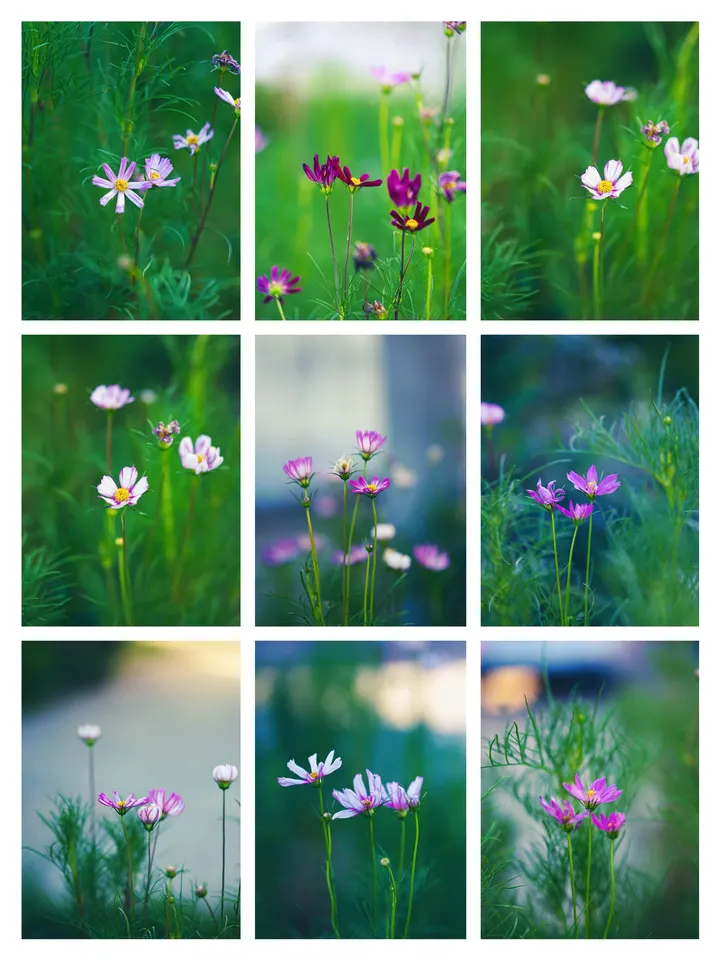 格桑花
