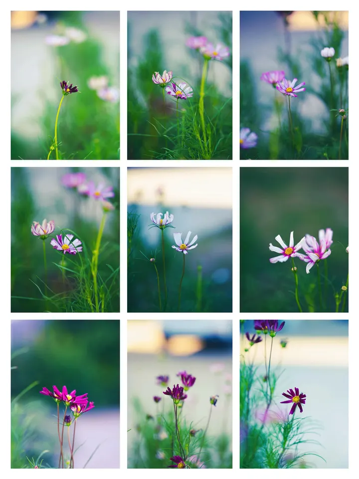 格桑花