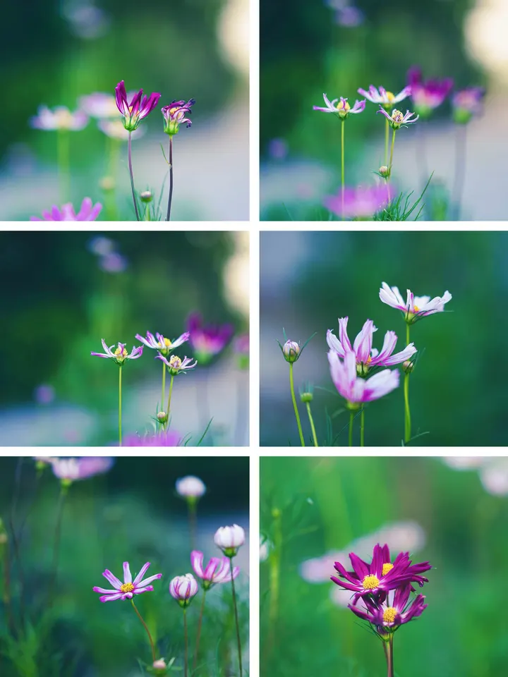 格桑花