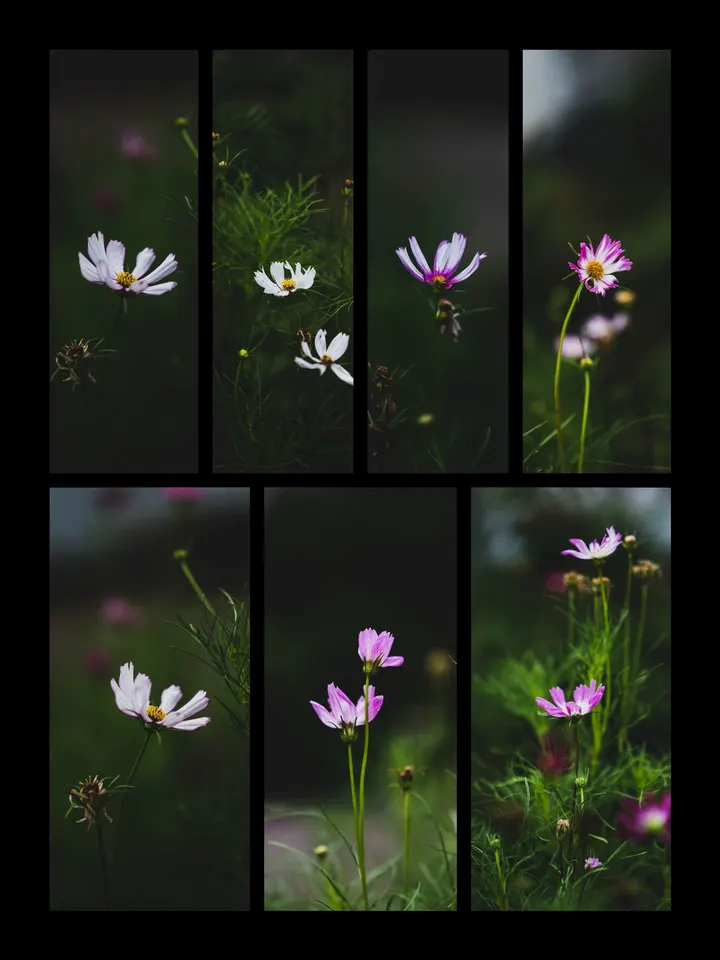 格桑花