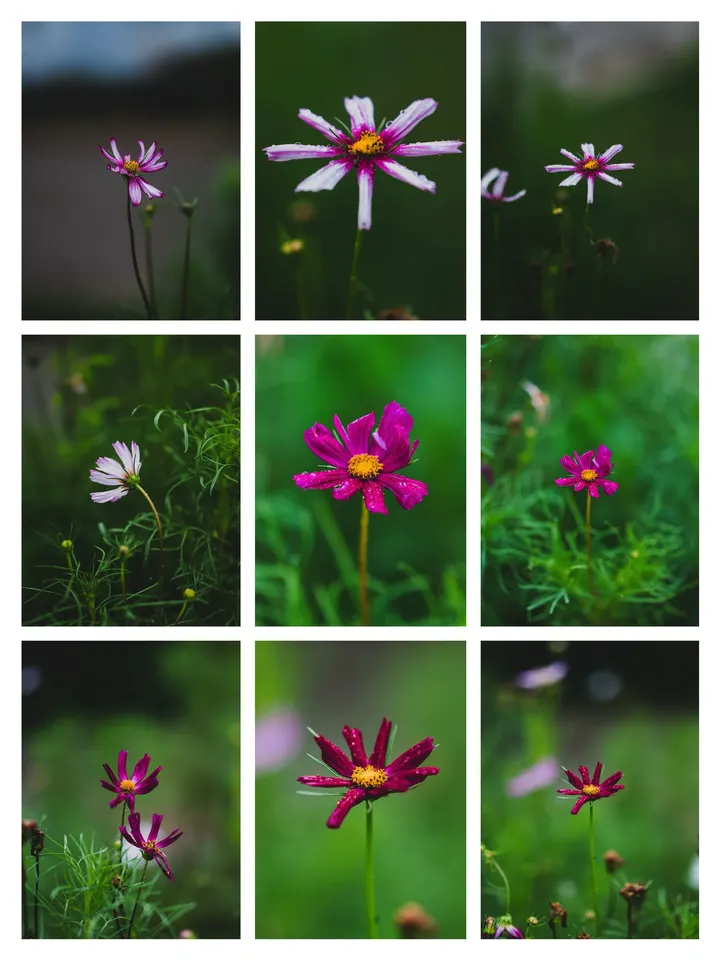 格桑花