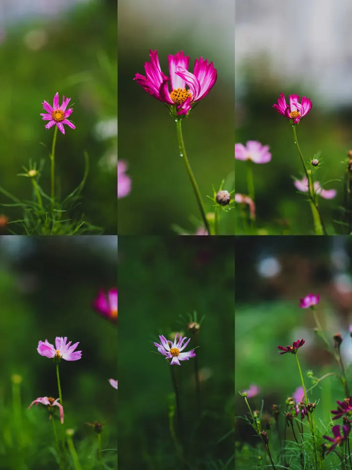 格桑花