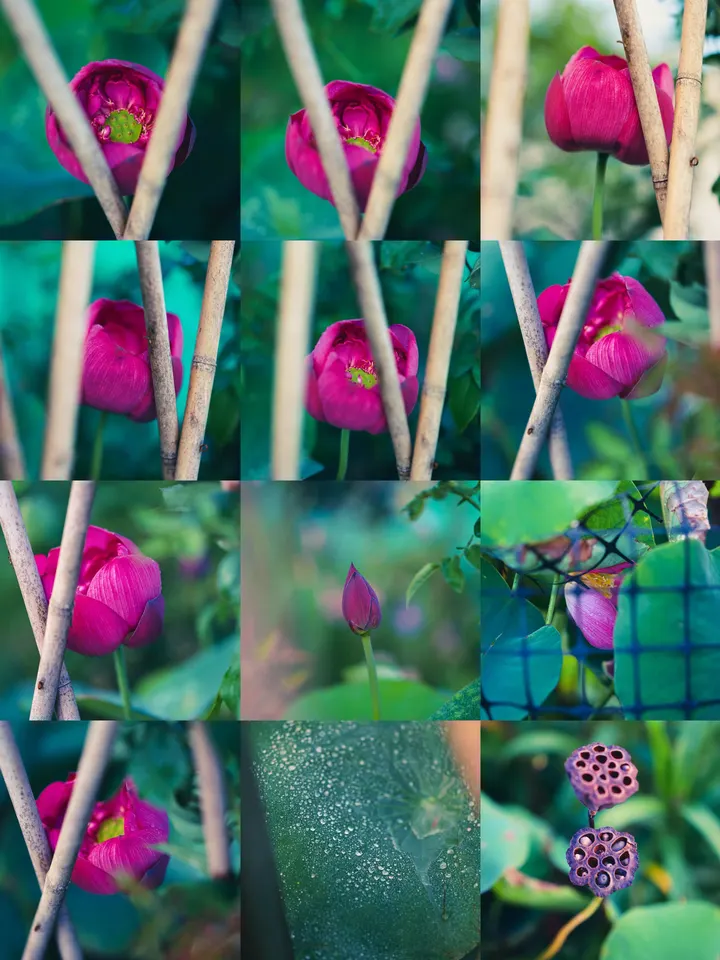 荷花