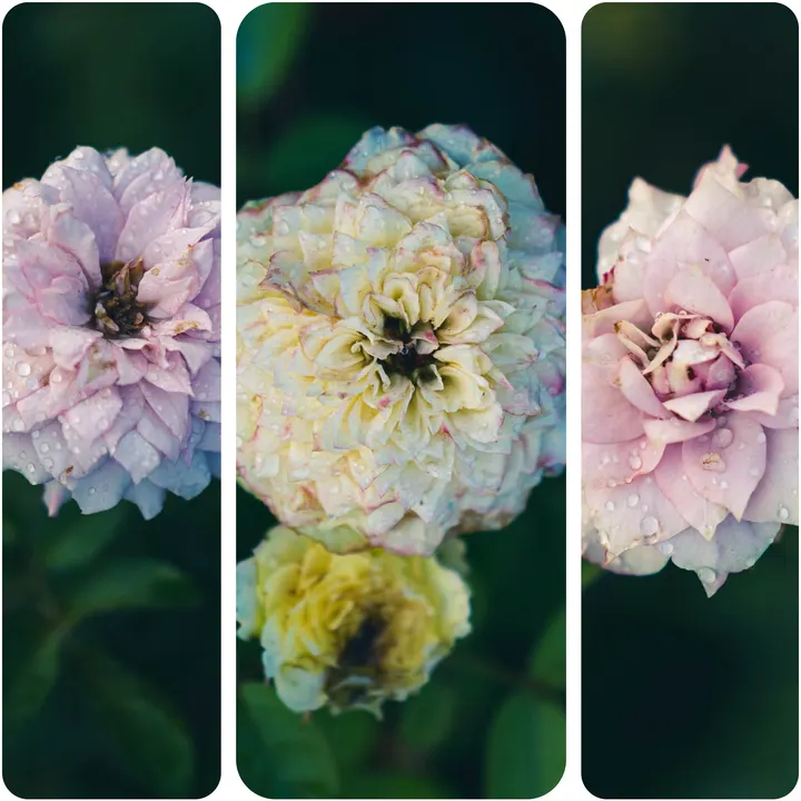 雨后花儿