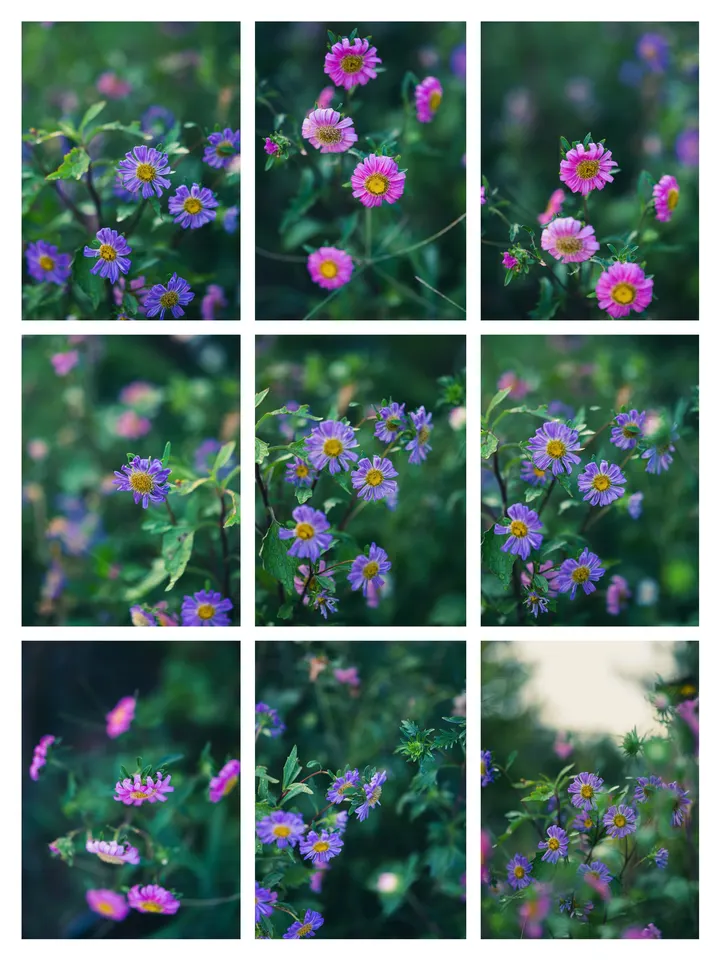 小菊花