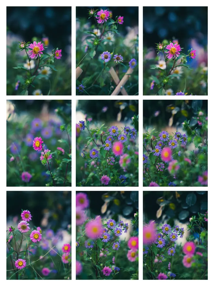 菊花