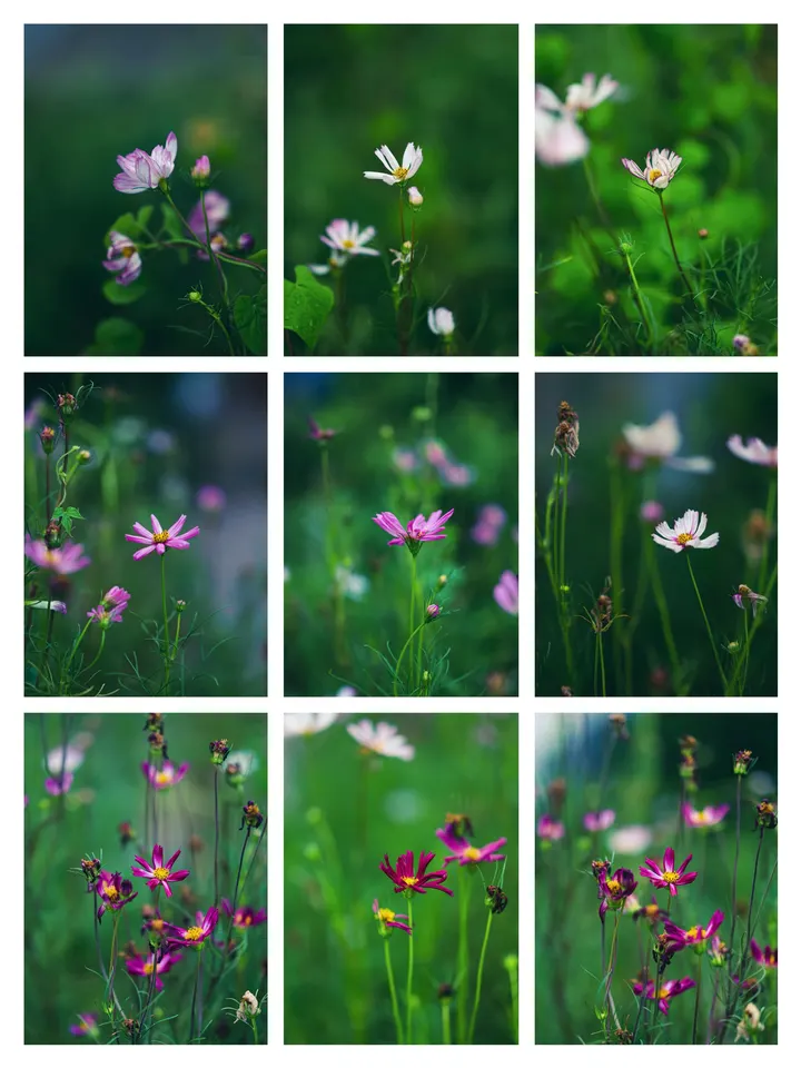 格桑花