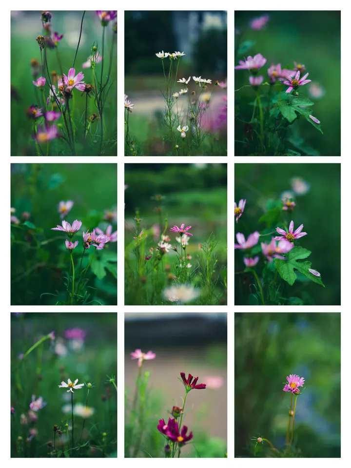 格桑花