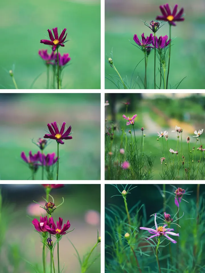 格桑花