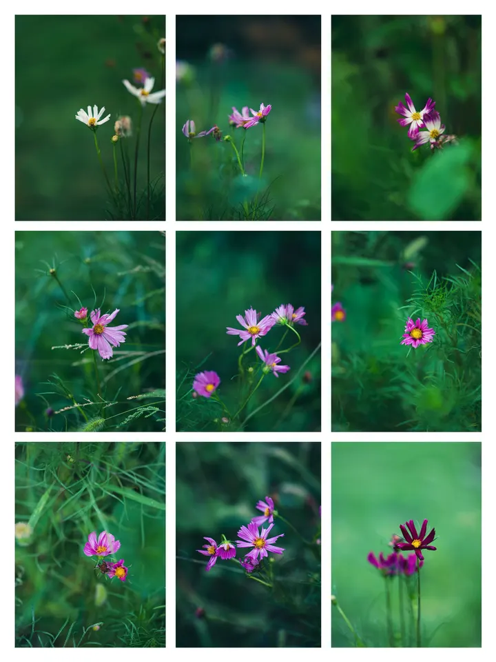 格桑花