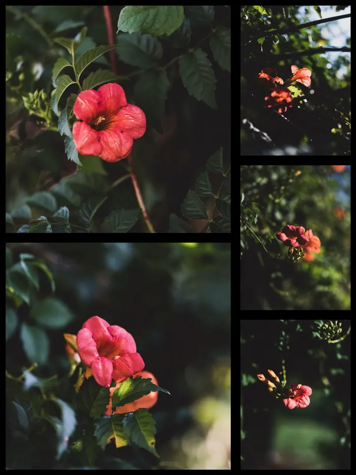 凌霄花